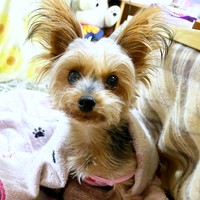 うるんだ瞳がかわいい茉凜ちゃん（画像提供：ちゃーちゃんさん）