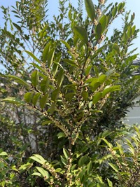 3月から4月にかけてが花期（ナンシさん提供）