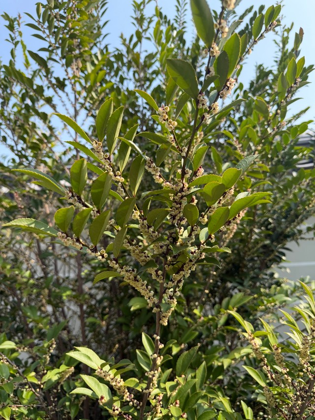 3月から4月にかけてが花期（ナンシさん提供）