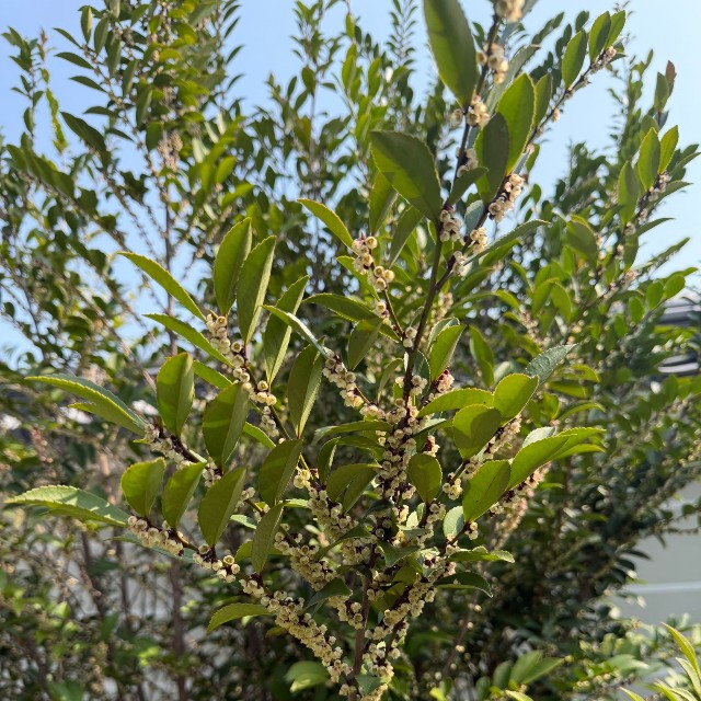 3月から4月にかけてが花期（ナンシさん提供）