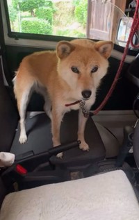 【アフター】帰宅後の寂しげな表情にキュン／柴犬コロとA君の平凡な日常さん（@a_kun.koro）提供