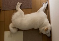 寝てるのかな…首大丈夫？(提供写真)
