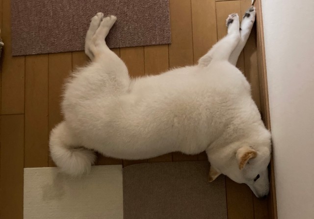 寝てるのかな…首大丈夫？(提供写真)
