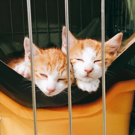 生後3〜4ヶ月だったとか。（＠kijitora22さん提供）