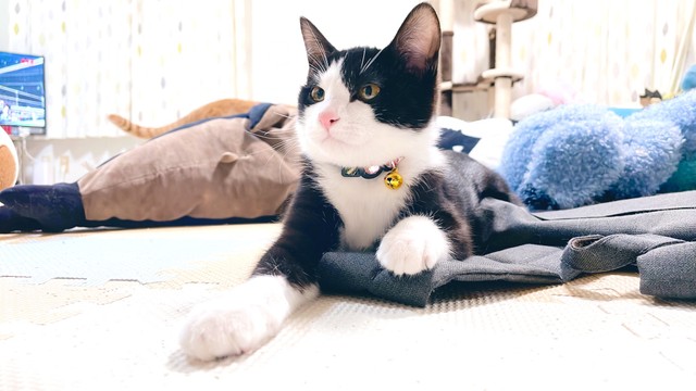 普段はおとなしいというルッカちゃん