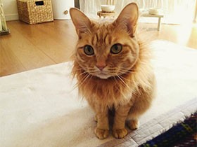 自粛疲れ、ボクのライオン姿で癒やされてにゃ　茶とら「ここ」