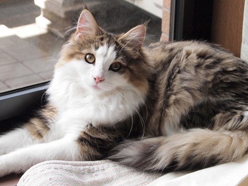 ふさふさ美人、ノルウェージャンフォレストキャットのノンちゃん