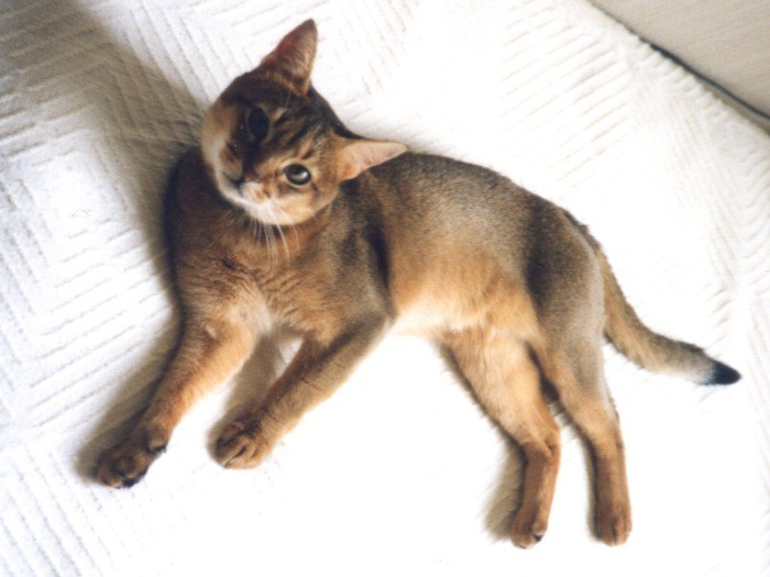 若いころのアーサー。うちへきて１年ぐらいのころ