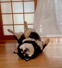 まるで時が止まったかのような様子で見つめてくるこつめちゃん（提供：🐕ぽちゃこつ7.18🐕さん）