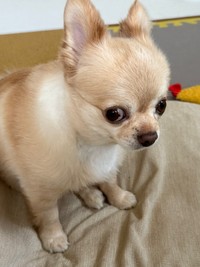 「散歩行ける？」横目でアピールするてんくん（画像提供：てん（6）さん）