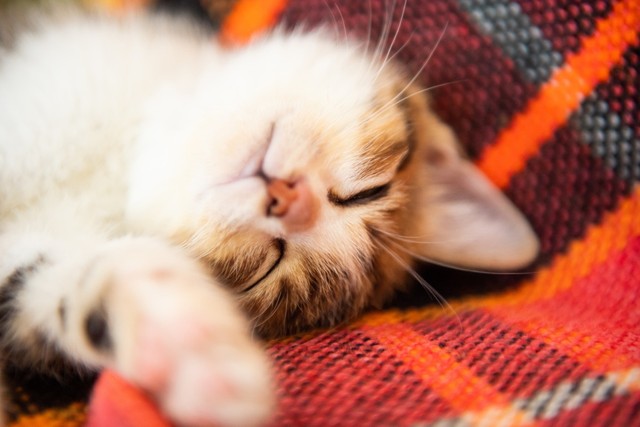 愛猫の“困った行動”ランキング1位は？　※画像はイメージです（yuu nakamura/stock.adobe.com）