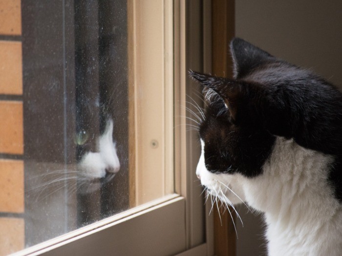 「おばちゃん、たまには窓拭いてちょうだい」（小林写函撮影）