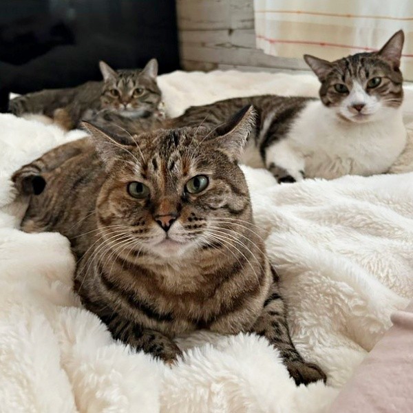 仲良くまったりタイム。（手前）ころねちゃん、（右）のぶながくん、（後ろ）ちゃちゃまるちゃん（画像提供：ろばちゃむさん）.