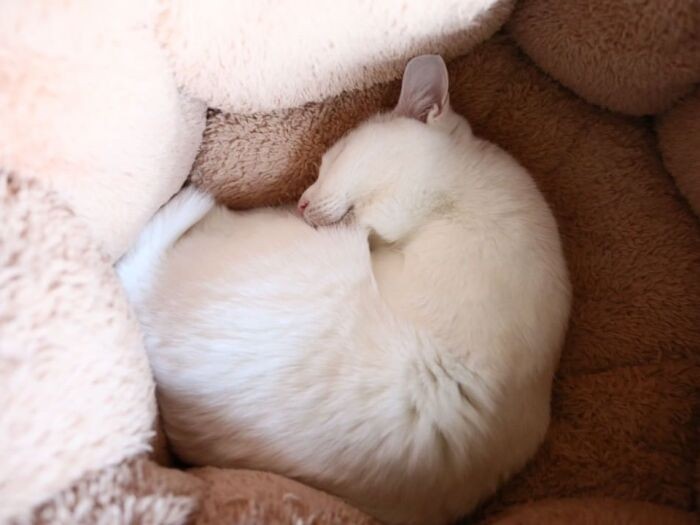 安心して眠る姿は天使