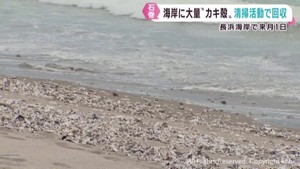 津波で更に増えた海水浴場のカキ殻　宮城県が地元と協力し清掃へ　石巻市