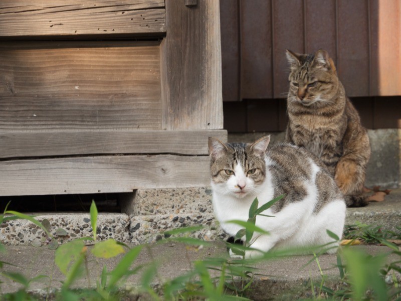 家の近所には野良猫が多く暮らしている。神社にて。（小林写函撮影）