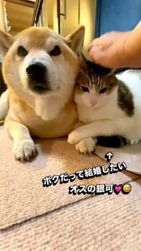 銀河くん「ボクだって結婚したい」（ぽしょこさん提供、Instagramよりキャプチャ撮影）