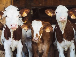 独特すぎる味と食感、クセになる素朴さ、「モーモーんち」のチーズ