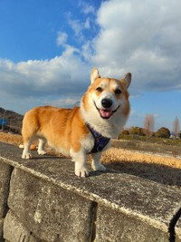 日本海側までやって来たぷっちょくん（画像提供：コーギーのプッチーニさん）