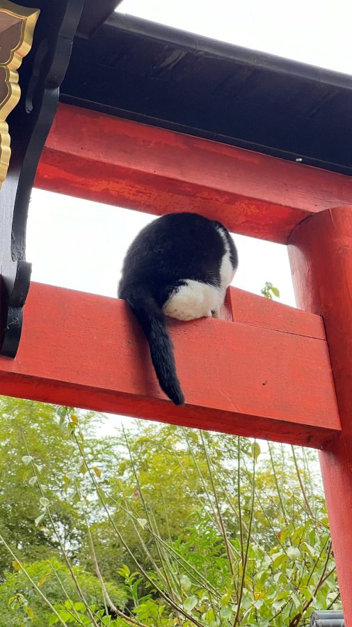 伏見稲荷大社の鳥居で堂々とくつろぐ猫さんが「神々しい」 撮影者「神