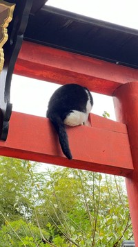 おしりをこちらに向けています。 ※松村上久郎さん提供