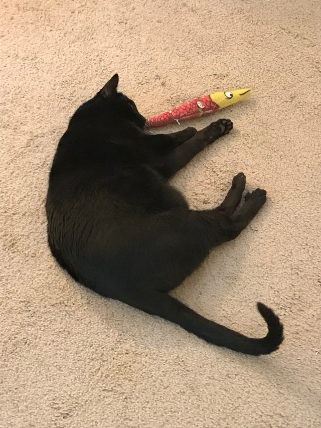 ふだんの忍者くん（Chinchilla Silverさん提供）