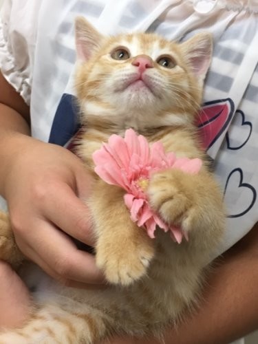 昨年、京王百貨店の譲渡会に出る直前（ボランティアさん宅で）