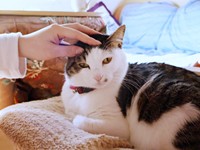 なでなでされてうっとりするローズちゃん（画像提供：だいちゃんさん）