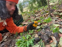 クマのフンを発見