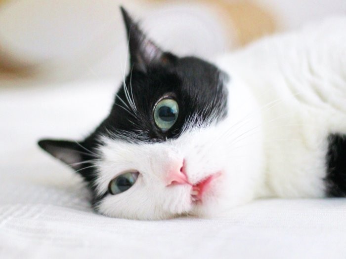 中国で拾った猫は 貴婦人のような美人 飼い主は しもべ に 犬 猫との幸せな暮らしのためのペット情報サイト Sippo 中国で拾った猫は 貴婦人のような美人 飼い主は しもべ に 犬 猫との幸せな暮らしのためのペット情報サイト Sippo