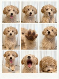 ボサノヴァちゃんの証明写真風ショットがかわいい（画像提供：犬を見てさん）