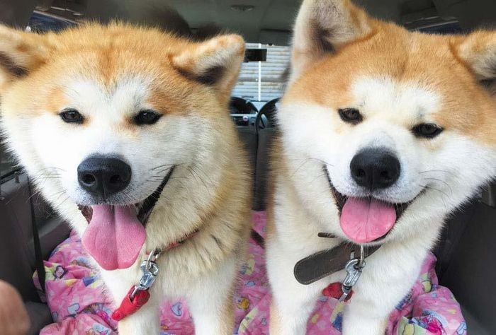 「秋田犬 ゴンとトラ あきたけんじゃないよ あきたいぬだよ」（講談社）より