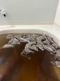 大量の麦茶パックでできた麦茶風呂（提供：てらむーさん）