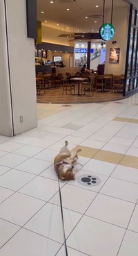 ずるずるずる…（画像提供：柴犬茶々麻呂之介さん）