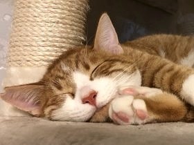 「私の猫がほしい！」　運命の猫と再会、3匹目として家に迎える