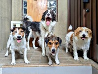 お散歩から帰宅（左から）シャーロットちゃん、ペネロペちゃん、エリちゃん、リサちゃん（画像提供：複雑奇怪な浪速っ子さん）