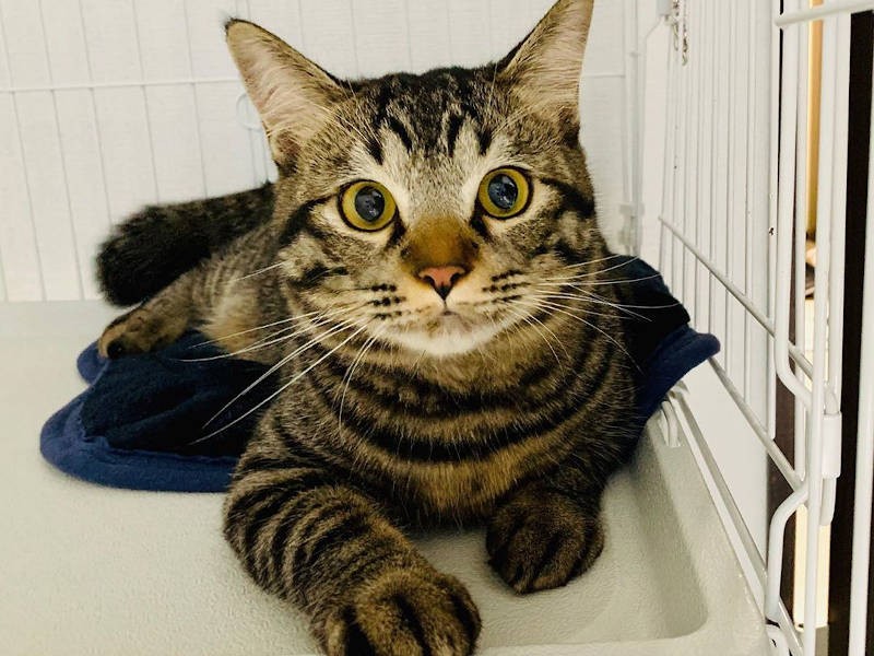 保護してから2カ月後、ずいぶん落ち着いてきた