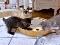 飼い主さんが一時保護した5匹の子猫を見守るROCKくん（画像提供：yu-kaさん）
