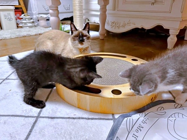 飼い主さんが一時保護した5匹の子猫を見守るROCKくん（画像提供：yu-kaさん）