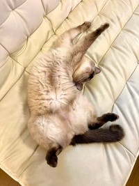 安眠のあまりかなりユニークなポーズで眠るなみちゃん（提供：ソレイユさん）