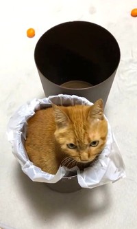 マフィンじゃありません！ 茶トラ猫のつぶちゃんです（つぶさん提供、Xよりキャプチャ撮影）