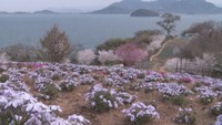 春の花々と瀬戸内海の絶景…「天空の花畑」で桜が見頃　初めての音楽ライブも　香川・志々島