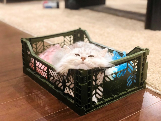 ボックスの中でぐでーん