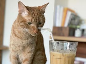 この子のおかげで、動物好きに！　ごはんもモリモリ、元気に成長中の茶トラ猫「陸」