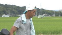 「これから一番水がいる時期…」少雨が新米にも影響…岡山市の農園で穂が枯れる被害