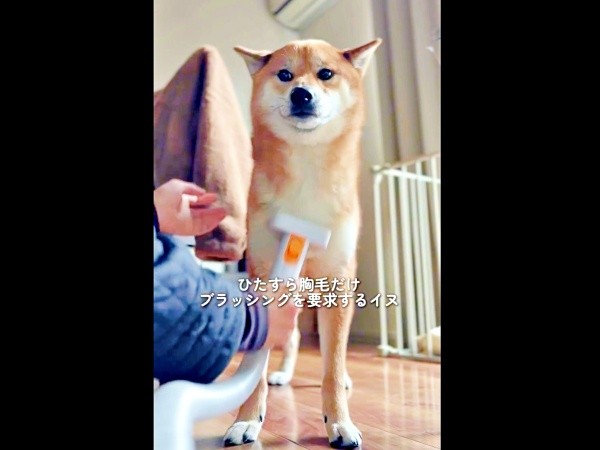 「胸毛だけだよ」 目配せしつつアピールするいろりくん（画像提供：柴犬いろりさん）