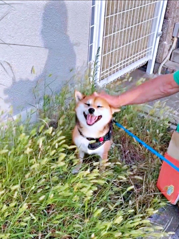 じいじに撫でられて満面の笑みを浮かべるななちゃん（画像提供：しばいぬお迎えした主婦さん）