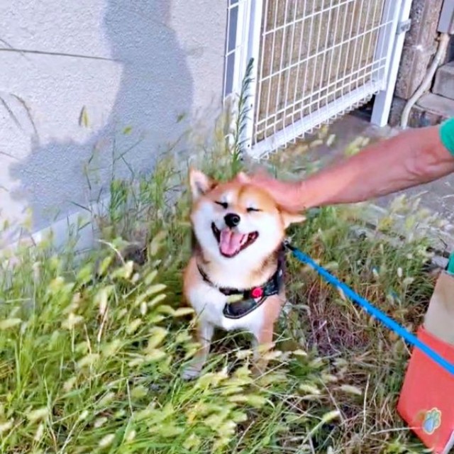 じいじに撫でられて満面の笑みを浮かべるななちゃん（画像提供：しばいぬお迎えした主婦さん）
