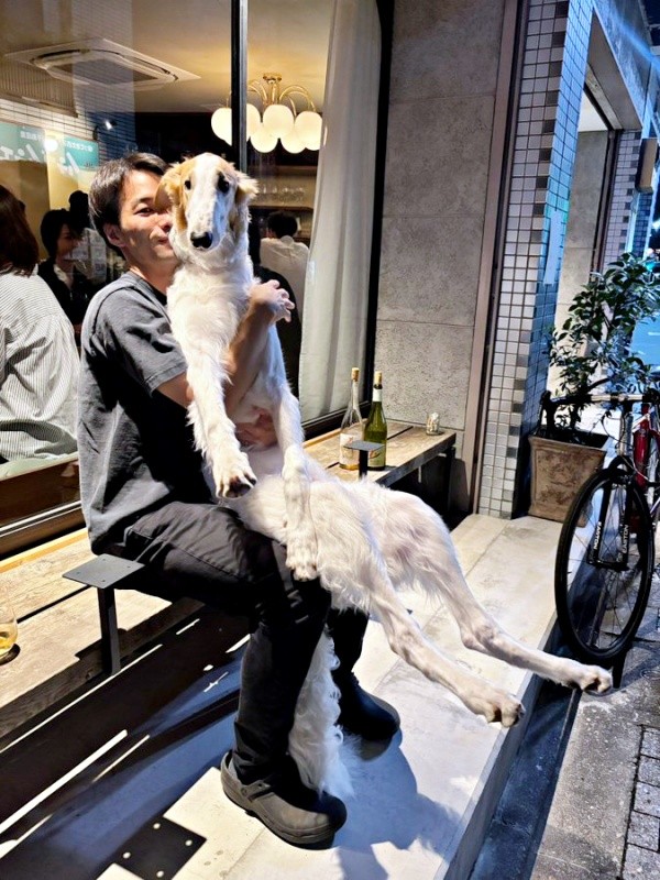 飼い主さんに抱っこされるボルゾイのラムくん。カメラ目線が愛らしい！（画像提供：ベル ラム ボルゾイさん）