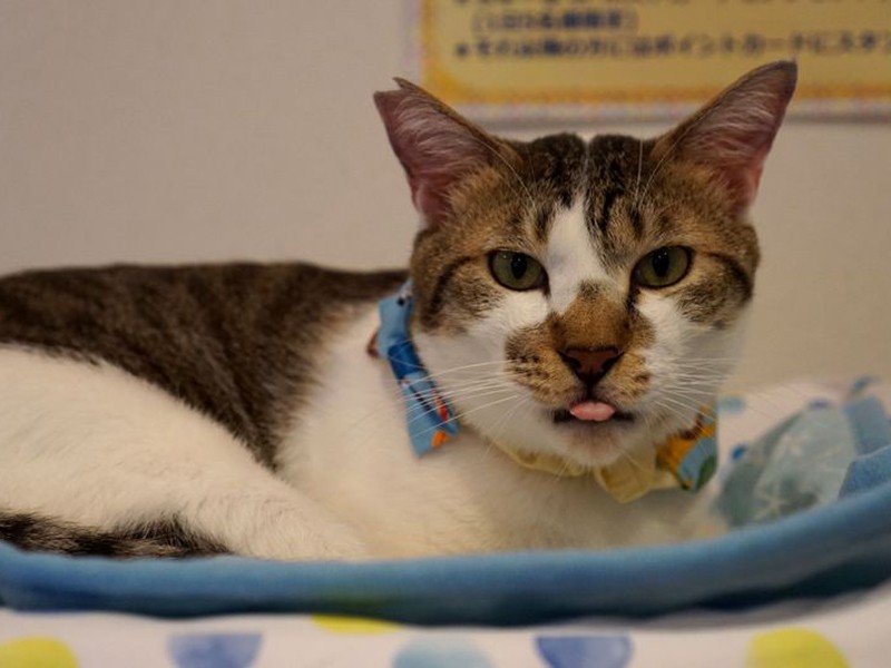 ベロをしまい忘れたひょうきんな３～４歳のジブリール。人が大好きで「僕を呼ぶとお返事するよ」